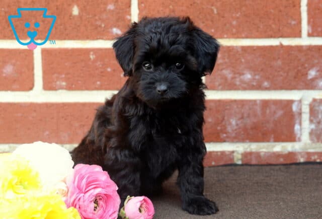 Fluffy black Yorkiepoo puppy sitting in front of a brick wall, with soft, curly fur and bright, curious eyes. A bunch of colorful flowers adds a cheerful touch in the foreground. image