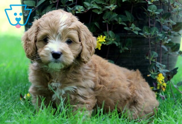 Champ Cockapoo image