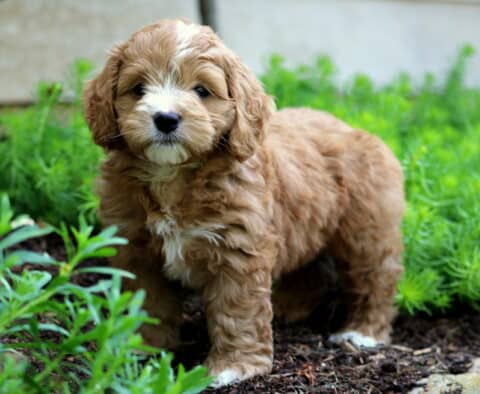 Champ Cockapoo2