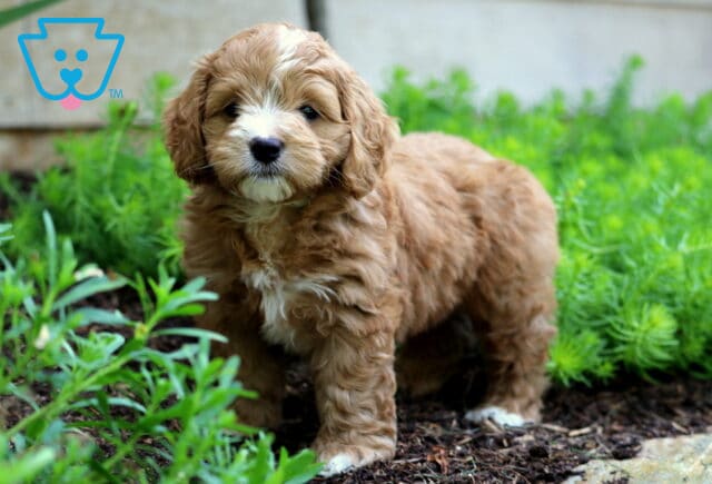 Champ Cockapoo2 image