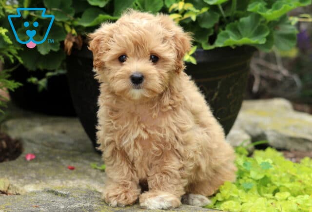 Fluffy tan Maltipoo puppy sitting on a stone path with green plants and a large decorative flower pot in the background. image