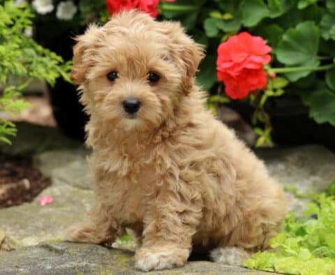 Chance Maltipoo2