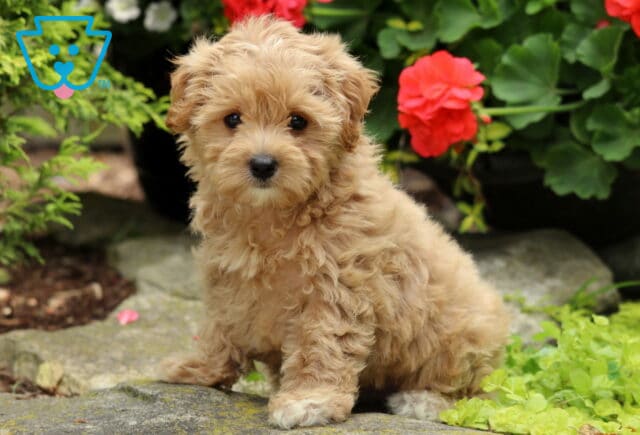 Adorable light apricot Maltipoo puppy sitting on a stone path surrounded by red flowers and greenery, looking curiously at the camera. image