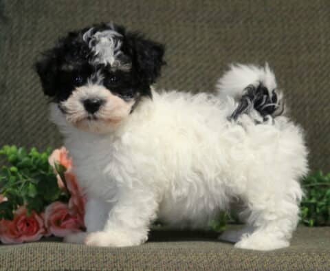 Charlie Havanese
