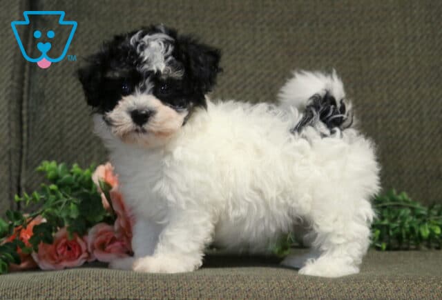 Charlie Havanese image