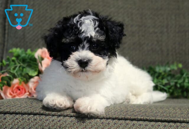 Charlie Havanese2 image