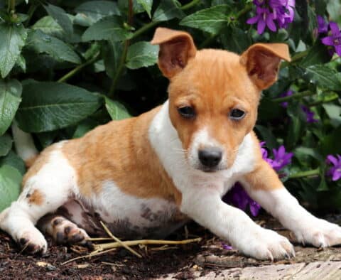Charlie Jack Russell2