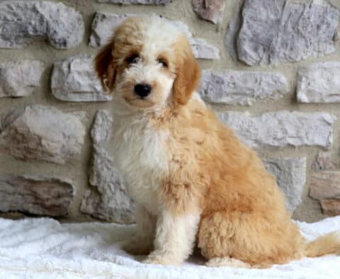 Charlie Mini Bernedoodle