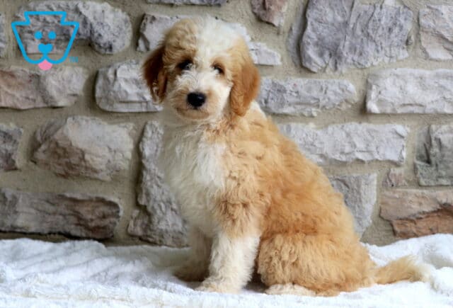 Charlie Mini Bernedoodle image