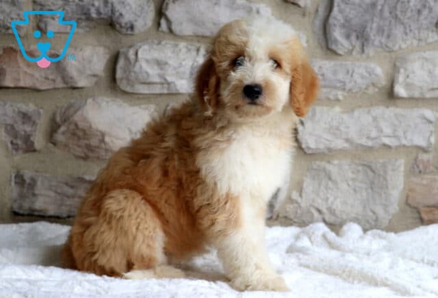 Charlie Mini Bernedoodle2 image