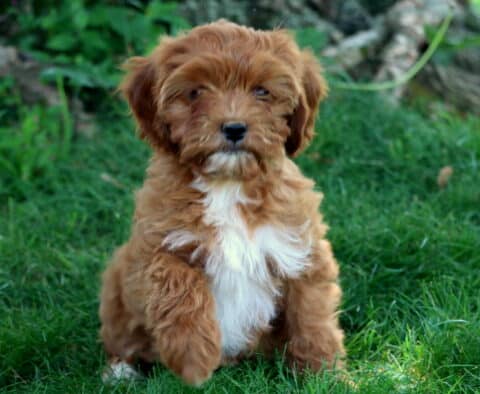 Charlotte Cavapoo