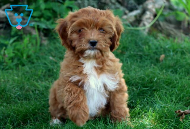 Adorable Cavapoo puppy with a fluffy reddish-brown coat and white chest sitting on lush green grass with a curious expression. image