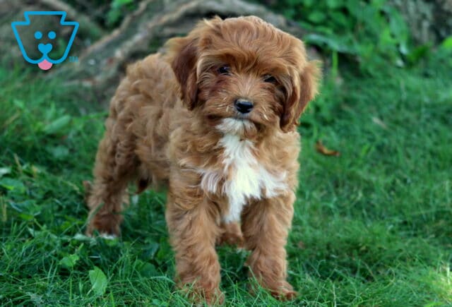 Fluffy Cavapoo puppy with a rich apricot-colored coat and white chest stands alert on green grass, looking directly at the camera. image