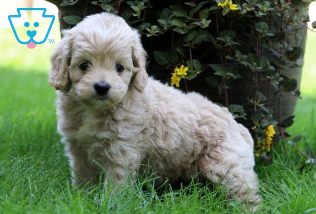 Charlotte Cockapoo image