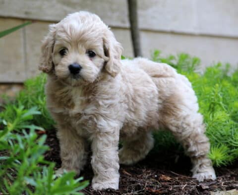 Charlotte Cockapoo2
