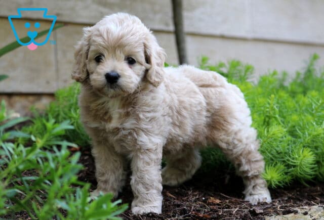 Charlotte Cockapoo2 image
