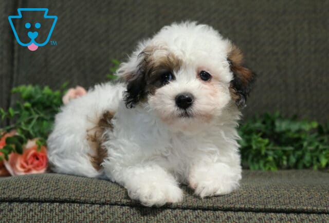 Charm Havanese image