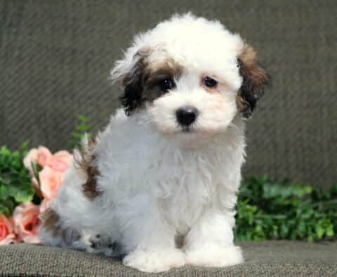 Charm Havanese2