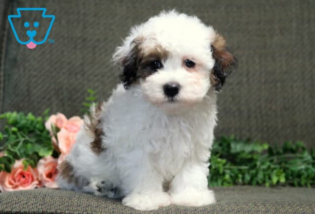 Charm Havanese2 image