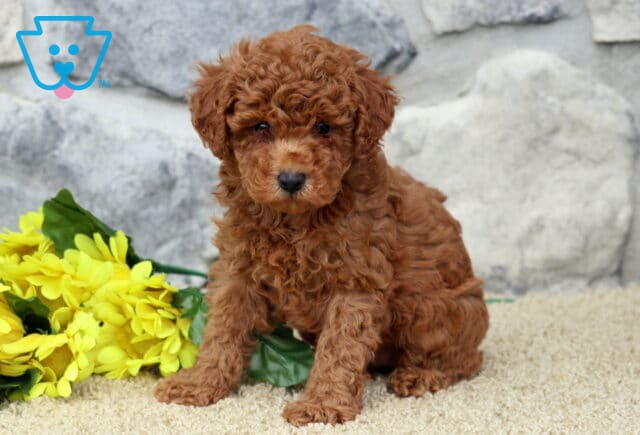 Curly-coated red toy Poodle puppy sitting on a tan carpet beside bright yellow flowers, with a stone wall in the background. image