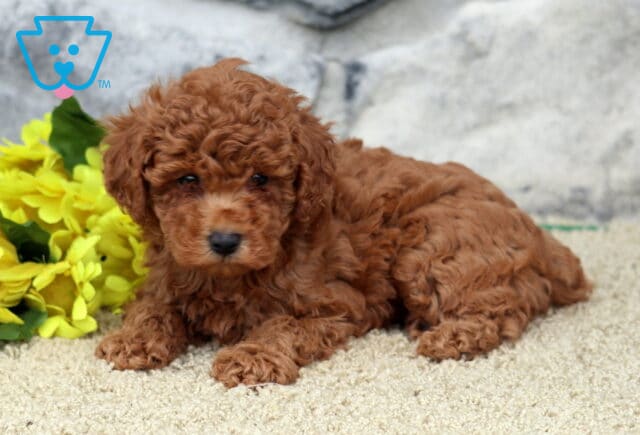 Adorable red toy Poodle puppy lying down on a tan carpet beside a bunch of bright yellow flowers, with a stone wall backdrop. image