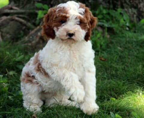 Cheerio Cavapoo
