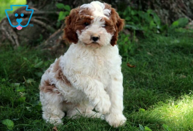 Adorable Cavapoo puppy with a curly white and chestnut coat sits on grass, holding up one paw, with tree roots and greenery in the background. image