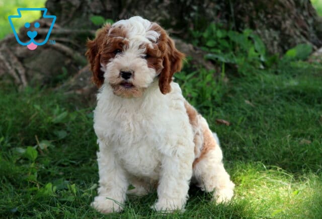 Fluffy Cavapoo puppy with a curly white coat and chestnut patches sits in the grass near a large tree, with greenery in the background. image