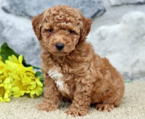 Fluffy red toy Poodle puppy with a white chest patch sitting on a tan carpet next to bright yellow flowers, with a stone wall background.