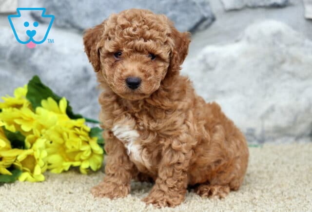 Fluffy red toy Poodle puppy with a white chest patch sitting on a tan carpet next to bright yellow flowers, with a stone wall background. image