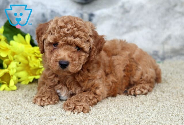 Red toy Poodle puppy with a small white patch on its chest lying on a tan carpet beside bright yellow flowers, with a stone wall in the background. image