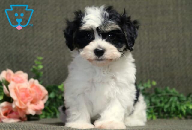 Chip Havanese image