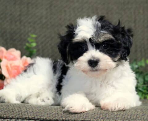 Chip Havanese2