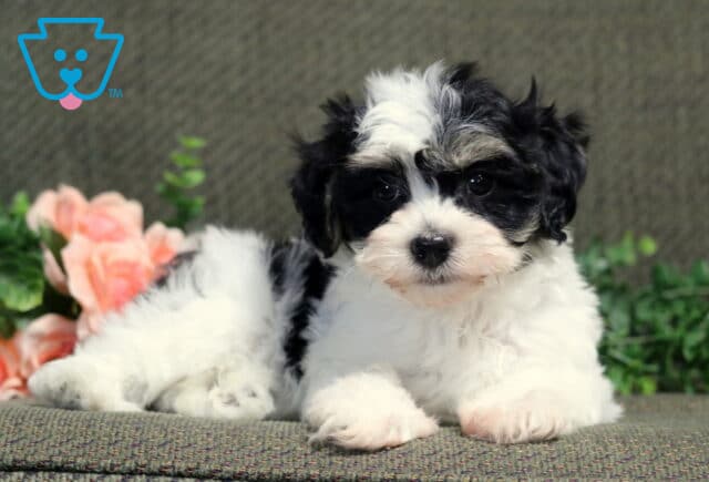 Chip Havanese2 image