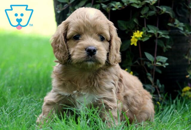 Chips Cockapoo image