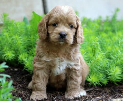 Chips Cockapoo2