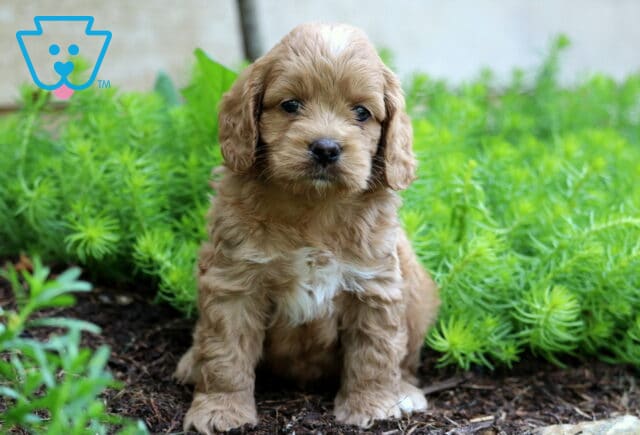 Chips Cockapoo2 image