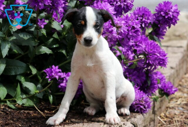 Tri-color Jack Russell puppy with black ears, white body, and tan markings sitting beside a garden path, surrounded by vibrant purple flowers. image