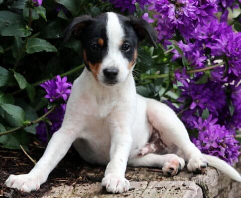 Chips Jack Russell2
