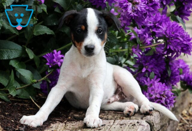 Playful tri-color Jack Russell puppy with a white coat and black-and-tan face markings lounging beside blooming purple flowers in a garden bed. image