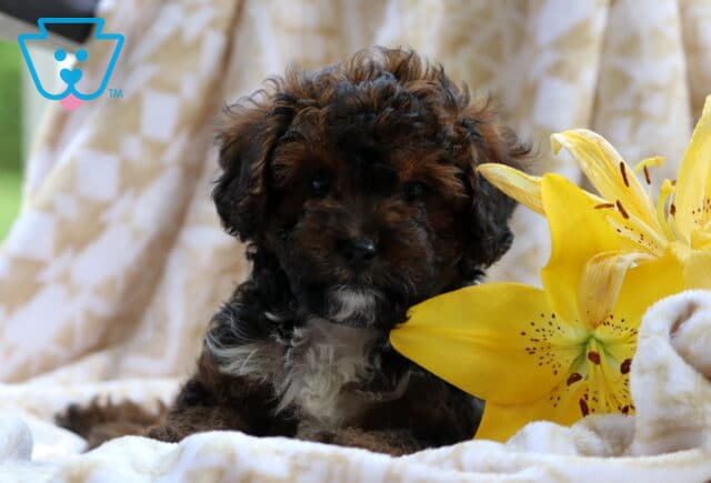 Chocolate Cavapoo image