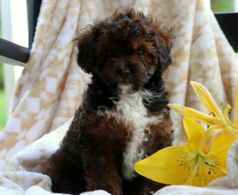 Chocolate Cavapoo2