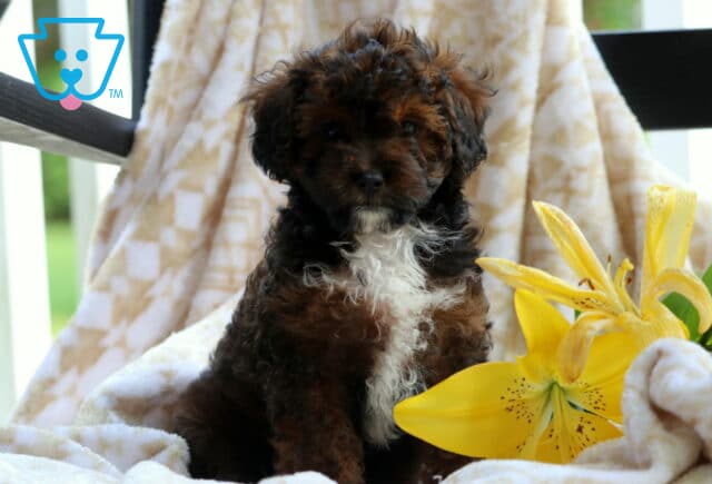 Chocolate Cavapoo2 image