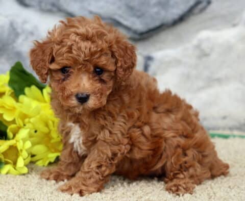 Sweet red toy Poodle puppy with a white patch on its chest sitting beside yellow flowers on a soft carpet, with a stone wall in the background.