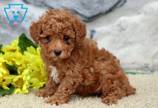 Sweet red toy Poodle puppy with a white patch on its chest sitting beside yellow flowers on a soft carpet, with a stone wall in the background. image