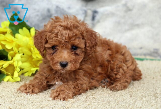 Cute red toy Poodle puppy lying on a tan carpet with its head slightly tilted, yellow flowers beside it and a stone wall in the background. image
