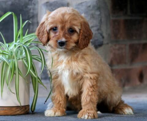 Clair Cavapoo