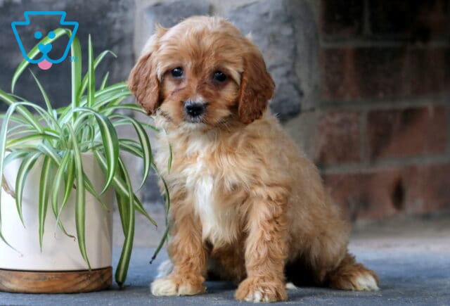 Clair Cavapoo image