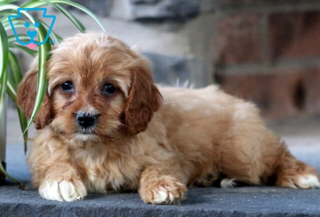 Clair Cavapoo2 image