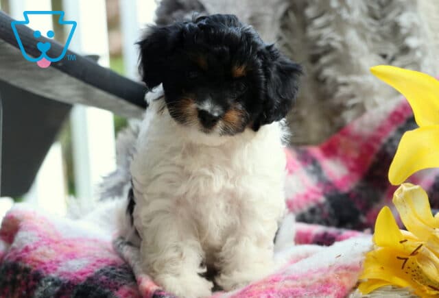 Adorable tricolor Cavapoo puppy with a fluffy white body and black and tan face sitting on a pink plaid blanket, next to bright yellow lilies and a furry gray pillow in the background. image
